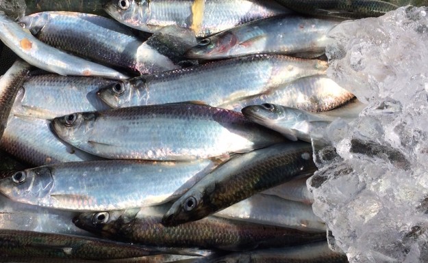 whole herring